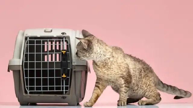 Gdzie kupić transporter dla kota? Sprawdź najlepsze miejsca i rady