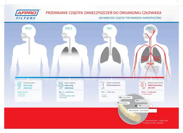 PM2.5 co to? Ilustracja pokazuje, jak cząstki zanieczyszczeń o różnej wielkości (PM10, PM2.5, PM1, PM0.1) przenikają do organizmu człowieka, od dróg oddechowych po układ krwionośny.