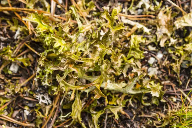 Płucnica islandzka na gardło - Kiedy pomaga, a kiedy nie działa?