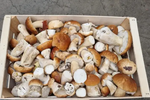 Prawdziwy koszt grzybów halucynogennych: Cena, prawo i zdrowie