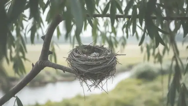 Kiedy ptaki budują gniazda? Poznaj ich kalendarz i chroń mądrze