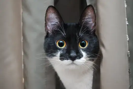 Czy koty mogą jeść sałatę? Sprawdź, co musisz wiedzieć o diecie kota