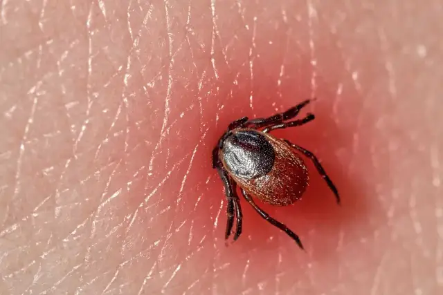 Jak rozmnażają się kleszcze i dlaczego to ma znaczenie dla zdrowia