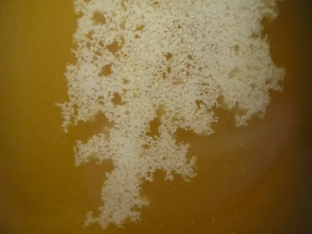 Czy miód spadziowy się krystalizuje? Poznaj zaskakujące fakty