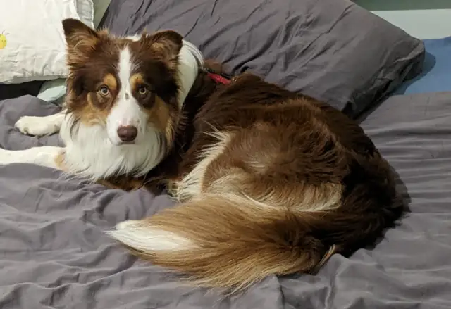 Border collie ma włosy czy sierść? Odkryj prawdę o ich futrze