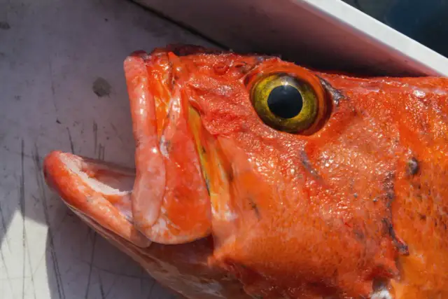 Karmazyn: Smak, zdrowie i bezpieczeństwo. Idealna ryba dla każdego?