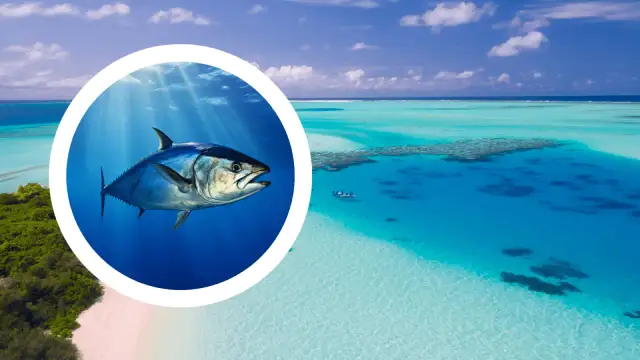 Gdzie kupić świeże ryby we Władysławowie? Poradnik eksperta!