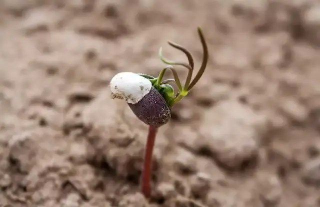 Kiedy siać łubin wąskolistny, aby uniknąć przymrozków i strat?