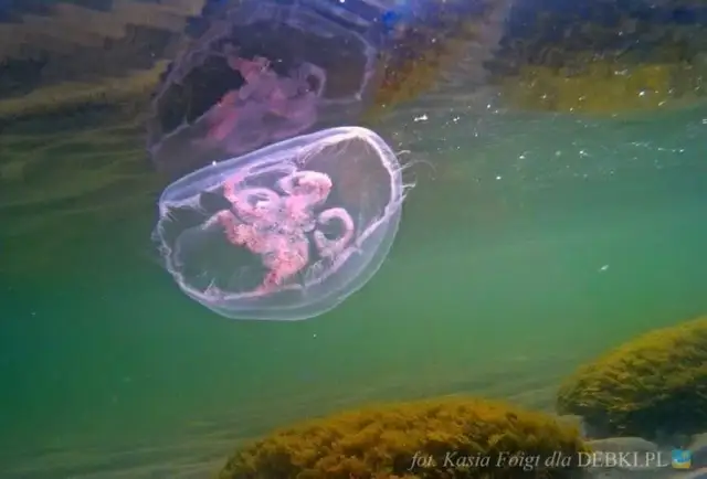 Co pływa w Bałtyku? Odkryj unikalne życie i zagrożenia morza