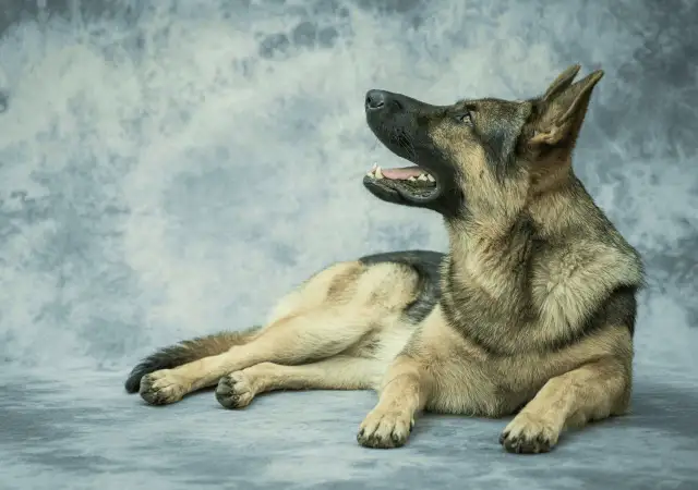 Owczarek niemiecki leżący z otwartym pyskiem na tle szarej, marmurkowej tkaniny.