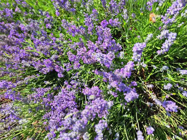 Lawenda: Letnie cięcie klucz do bujnego krzewu i drugiego kwitnienia