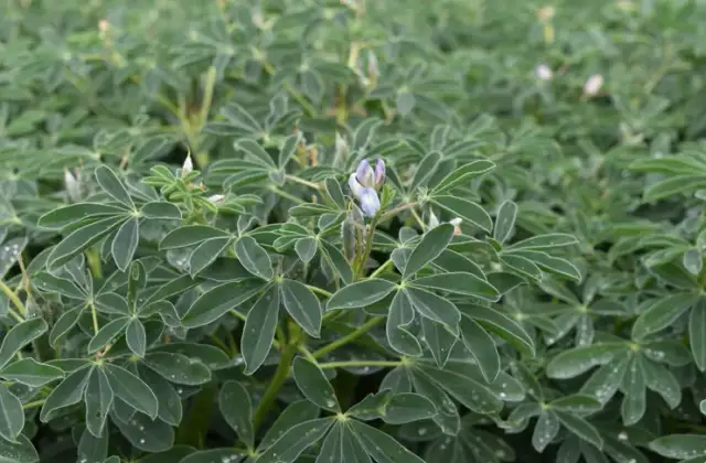 Jaki łubin na słabe gleby - najlepsze odmiany, które przetrwają trudności