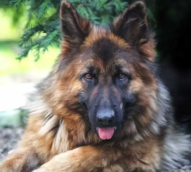 Jak umiera owczarek niemiecki? Objawy i przyczyny, które musisz znać