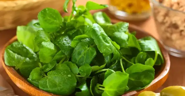 Rukiew wodna jak uprawiać: proste sposoby na zdrowe plony w domu