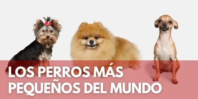 El perro más pequeño del mundo: sorprendente historia de Pearl