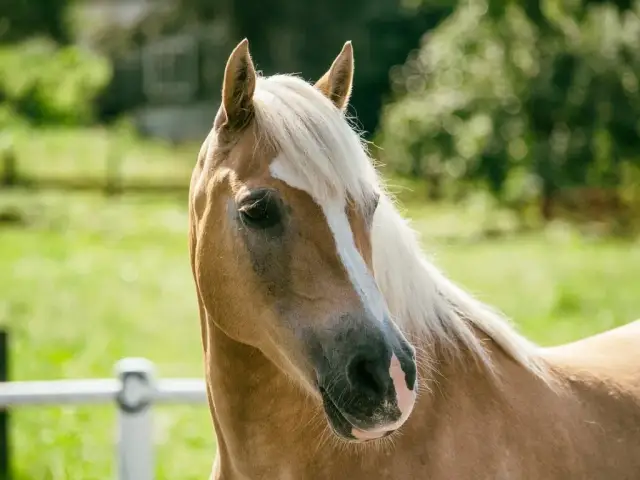 Stadnina Michalski - wyjątkowe lekcje jazdy konnej i wydarzenia jeździeckie