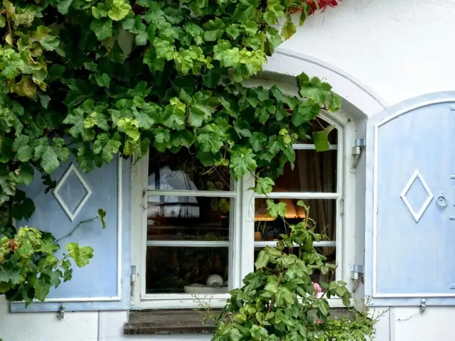 Wieloletnie pnącza na balkon: Stwórz zieloną oazę w bloku!
