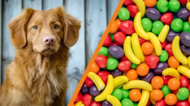 Czy pies może jeść słodycze? Sprawdź, co może mu zaszkodzić