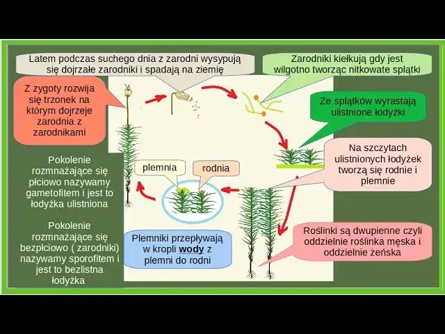 Jak rozmnażają się mchy? Odkryj fascynujące metody ich życia