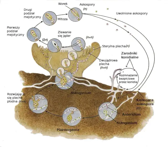 Jak rozmnażają się jeżowce? Odkryj fascynujące metody ich rozmnażania