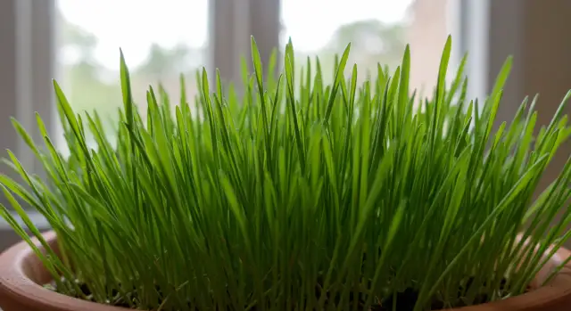 Czy koty mogą jeść owies? Bezpieczeństwo i korzyści dla pupila