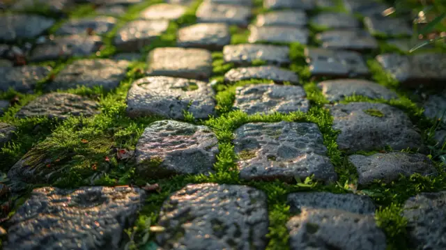 Skuteczne usuwanie mchu z chodnika: Wybierz najlepszą metodę