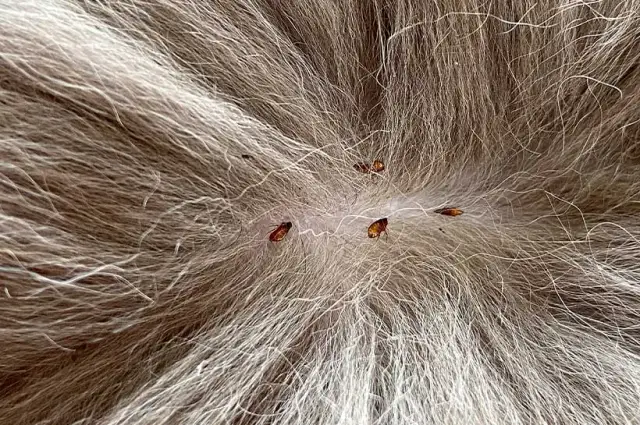 Jak szybko rozmnażają się pchły i jak uniknąć ich infestacji