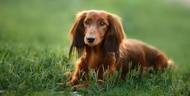 Ile kosztują tabletki na odrobaczanie psa? Poznaj ceny i oszczędzaj