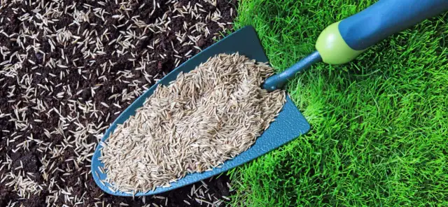 Ile nasion trawy na 1000m²? Obliczamy idealną ilość!