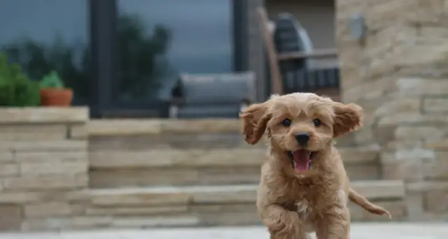 Radosny szczeniak biegnie na dwór, gotowy na zabawę. Ile razy wychodzić ze szczeniakiem na dwór? Tyle, ile razy chce biegać!