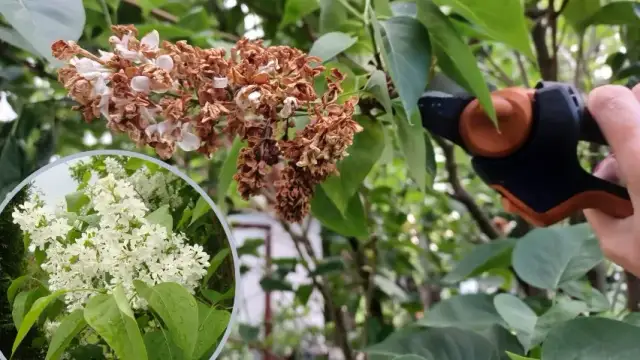 Jak przycinać bez po kwitnieniu, aby cieszyć się pięknymi kwiatami