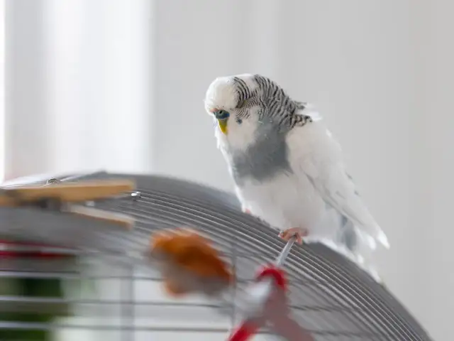 Dieta papugi: Co jeść, a czego unikać? Bezpieczne warzywa i owoce.