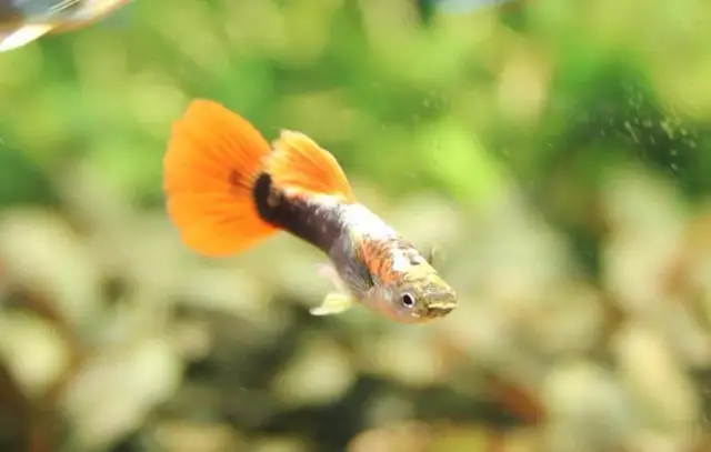 Po czym poznać, że gupik będzie rodzić? Oto zaskakujące oznaki