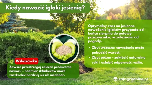 Kiedy nawozić iglaki jesienią? Optymalny termin i błędy