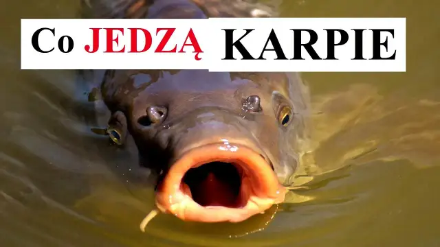 Czym się żywi karp? Sekrety diety karpia w naturze i hodowli