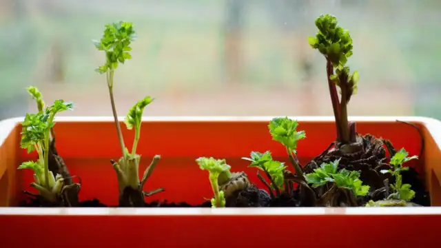 Pietruszka na parapecie? Prosty sposób na świeżą natkę cały rok!