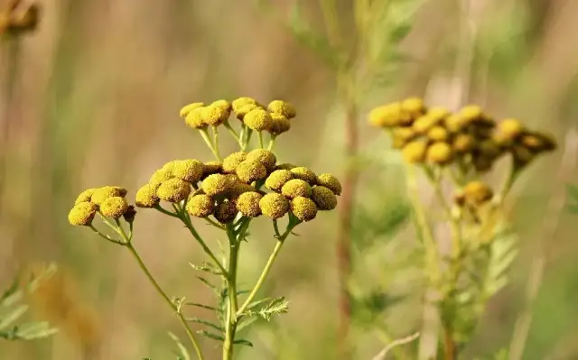 Wrotycz na kleszcze: Jak zrobić i bezpiecznie używać? Poradnik eksperta