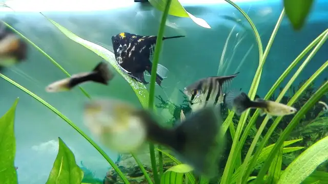 Jak szybko rosną skalary? Odkryj kluczowe czynniki ich wzrostu