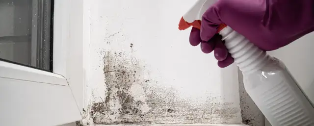 Skuteczne środki grzybobójcze na ściany - pozbądź się pleśni raz na zawsze