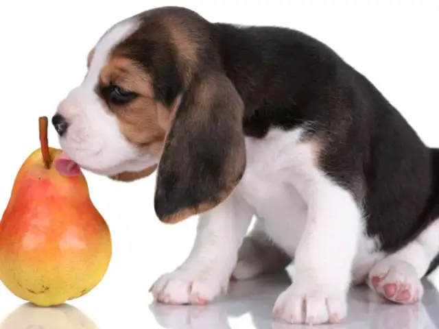 Czy pies może jeść gruszkę i jakie zasady karmienia musisz poznać