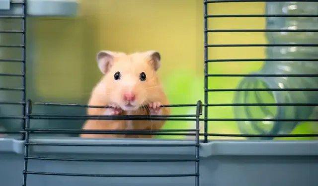 5 najczęstszych powodów dlaczego chomik gryzie klatkę - poradnik opiekuna