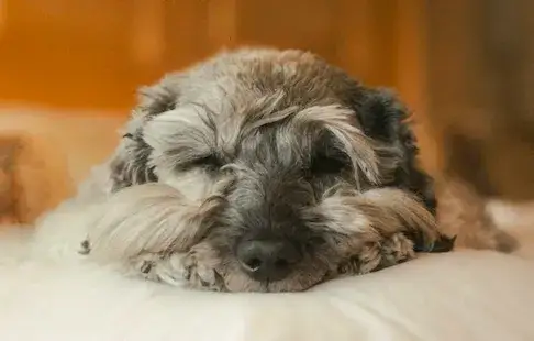 Poznaj korzyści legowisk dla psa od hauspets - Twój pies będzie Ci wdzięczny!