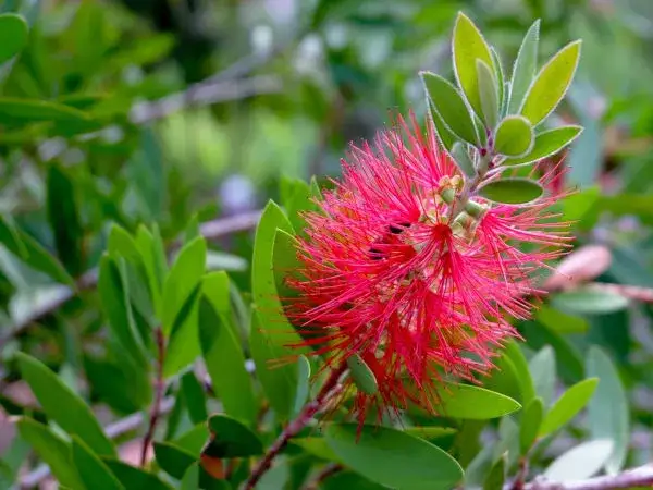 Jak przycinać kuflika, aby uniknąć słabego wzrostu i braku kwitnienia