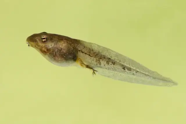 Czym się kijanka żywi? Odkryj sekrety diety kijanek i ich potrzeby