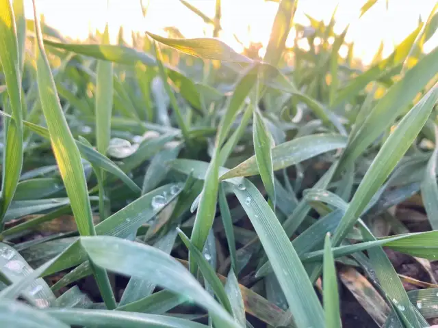 Ile siarki na zboża - kluczowe dawki, by uniknąć strat plonów