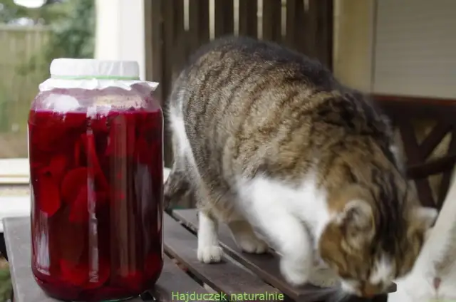 Kot ciekawski obok słoja z domowym zakwasem z buraków.