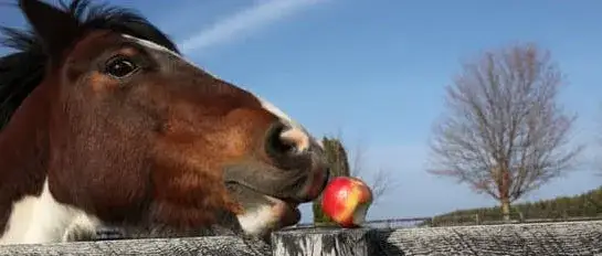 Czy konie jedzą jabłka? Sprawdź, jak bezpiecznie je podawać