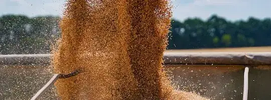 Jak gazować zboże, aby skutecznie zwalczyć szkodniki i zapewnić bezpieczeństwo