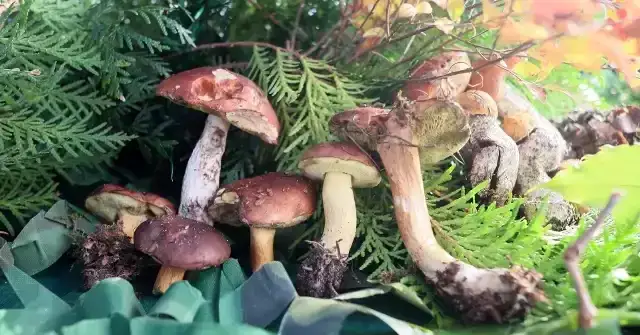 Gdzie na grzyby z noclegiem? Odkryj najlepsze miejsca w Polsce