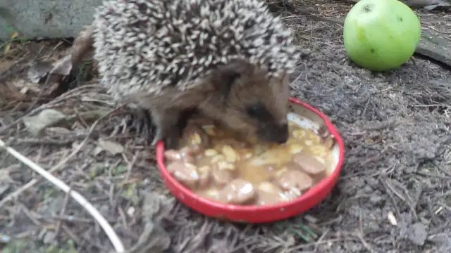 Czym karmić jeża? Dieta, mity i bezpieczne dokarmianie